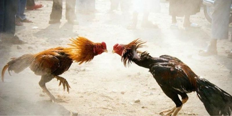 Cách thức trải nghiệm đá gà cựa dao siêu đơn giản tại 789Win